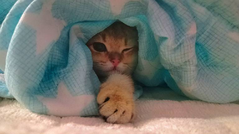 猫图片|宠物猫|猫咪|