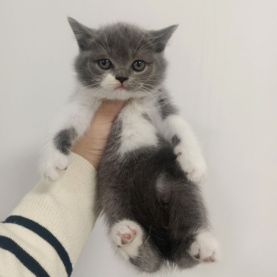 猫图片|宠物猫|猫咪|