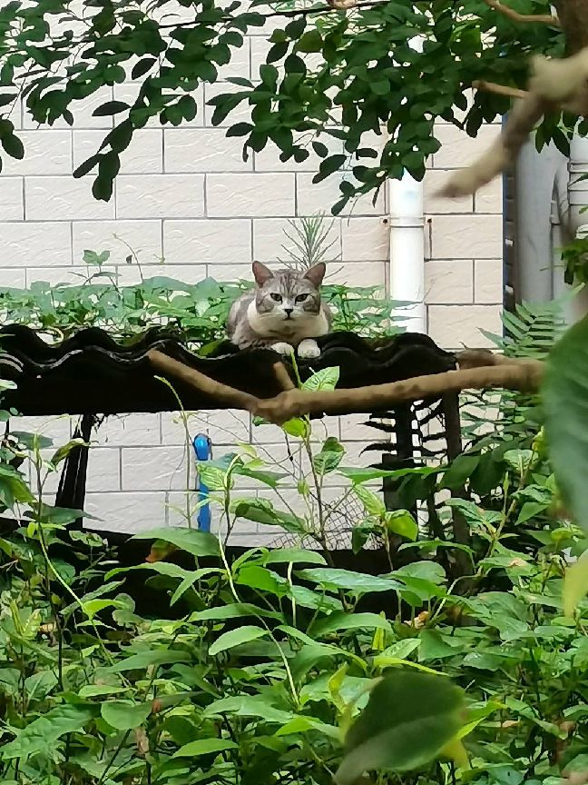 猫图片|宠物猫|猫咪|