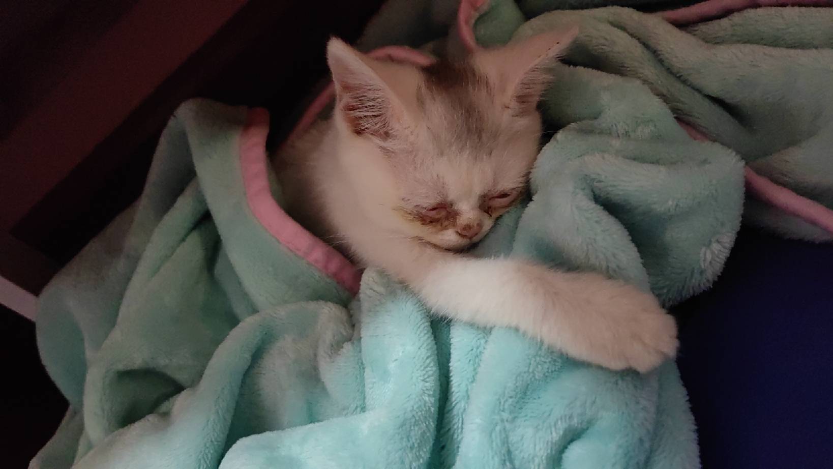 猫图片|宠物猫|猫咪|