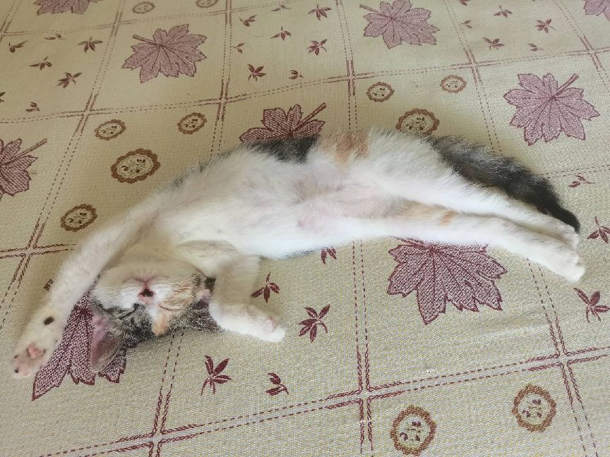 猫图片|宠物猫|猫咪|