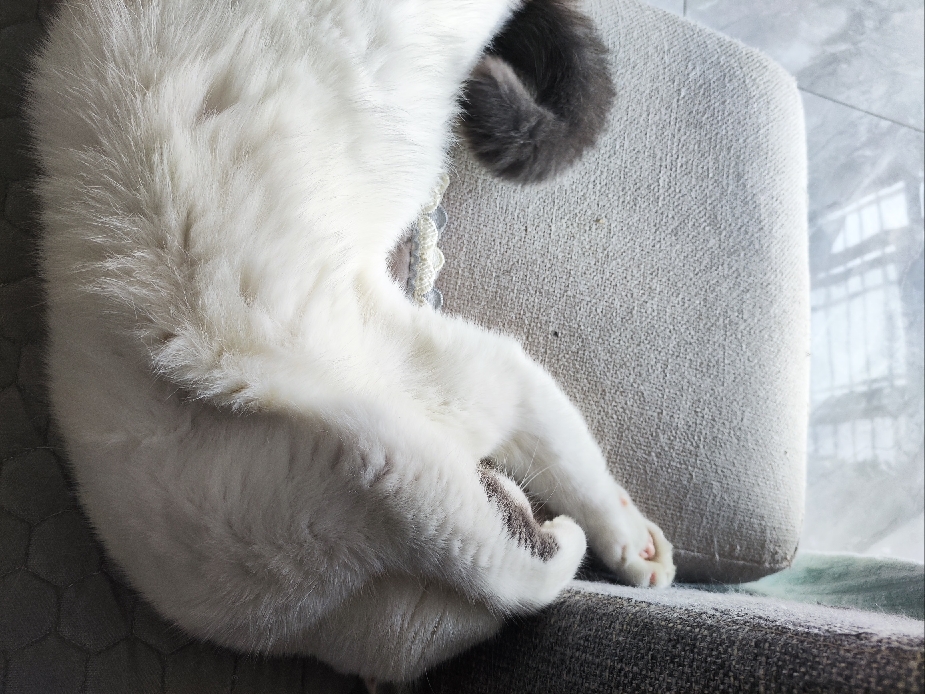 猫图片|宠物猫|猫咪|