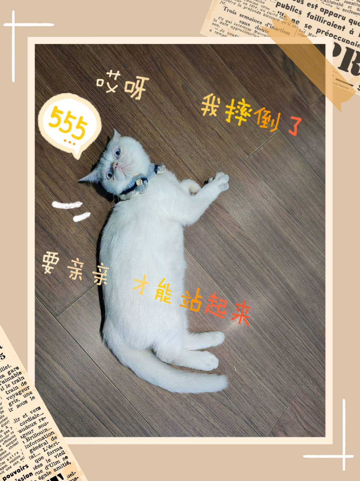 猫图片|宠物猫|猫咪|