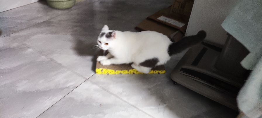 猫图片|宠物猫|猫咪|