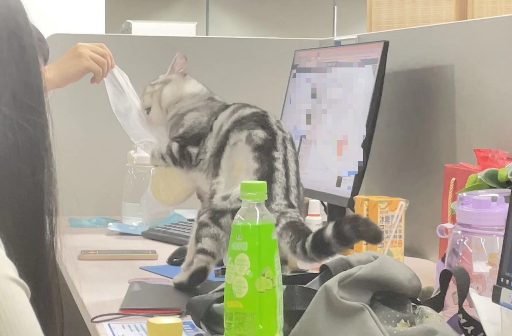 猫图片|宠物猫|猫咪|