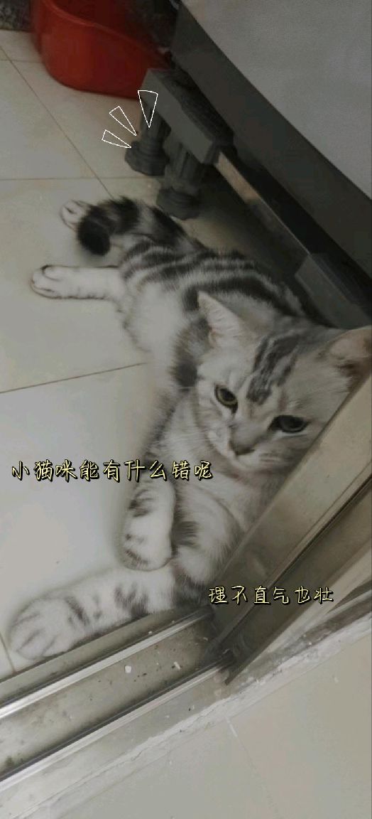 猫图片|宠物猫|猫咪|