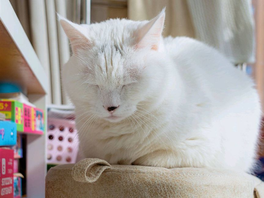 猫图片|宠物猫|猫咪|