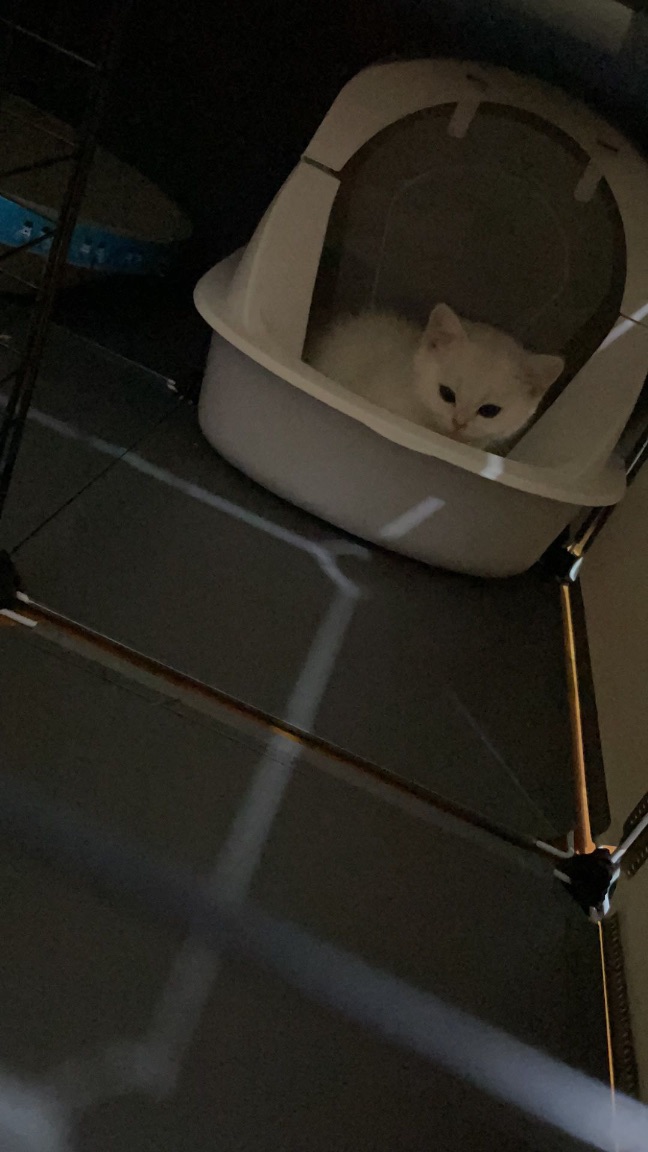 猫图片|宠物猫|猫咪|