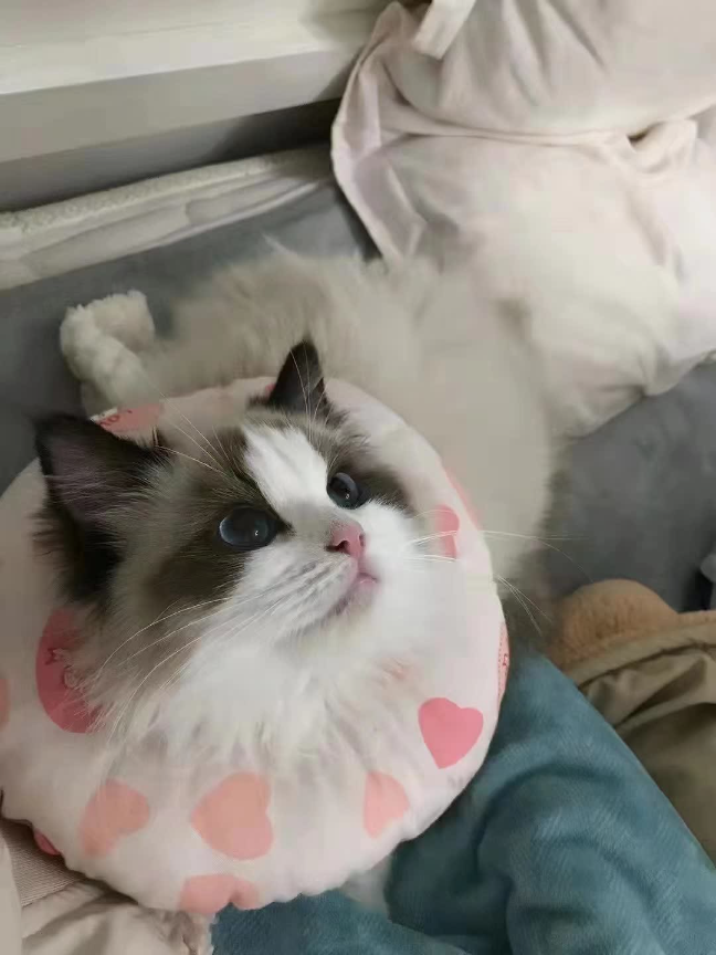 猫图片|宠物猫|猫咪|