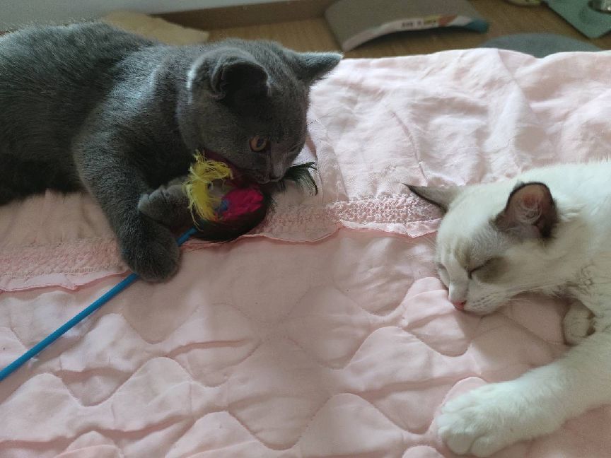 猫图片|宠物猫|猫咪|