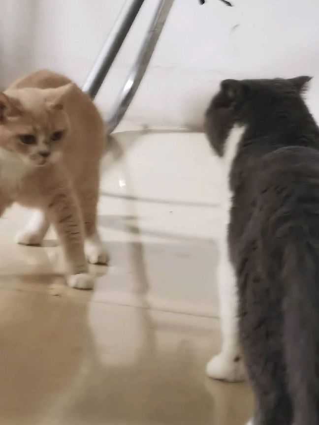 猫图片|宠物猫|猫咪|