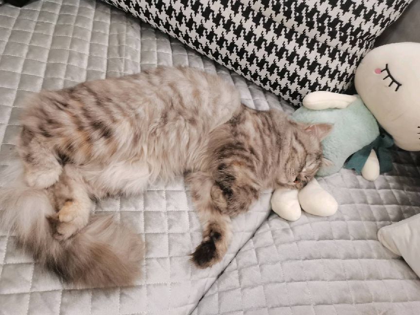 猫图片|宠物猫|猫咪|