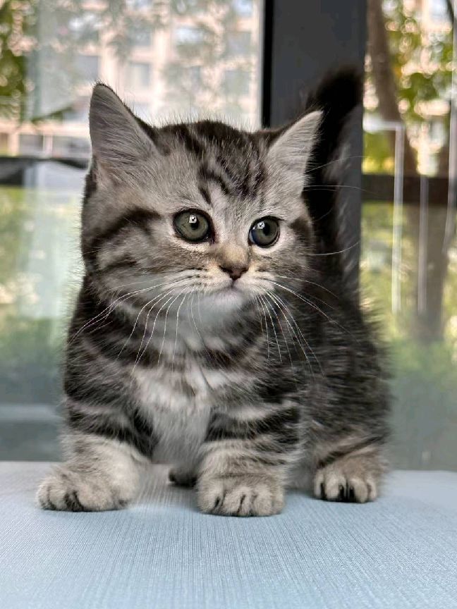 猫图片|宠物猫|猫咪|