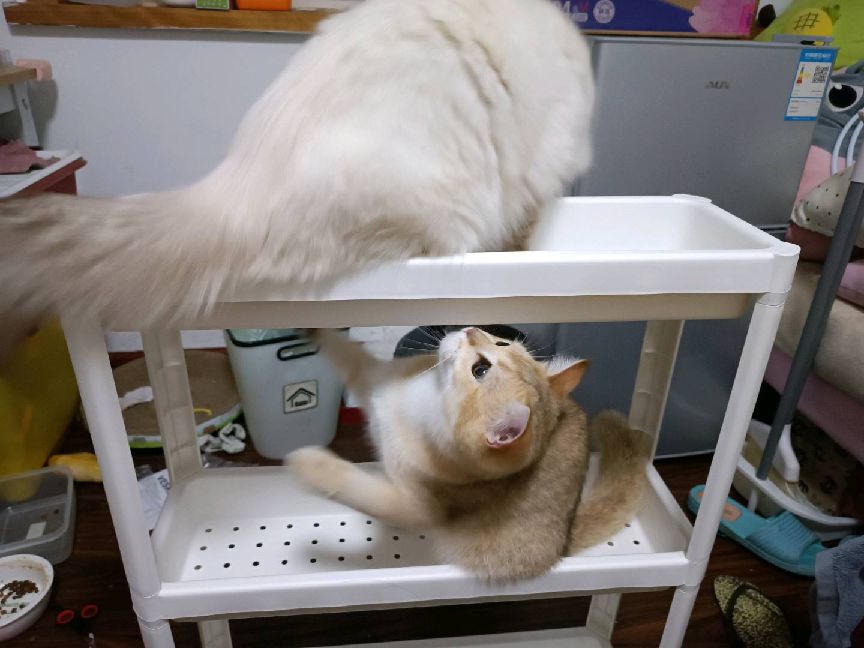 猫图片|宠物猫|猫咪|