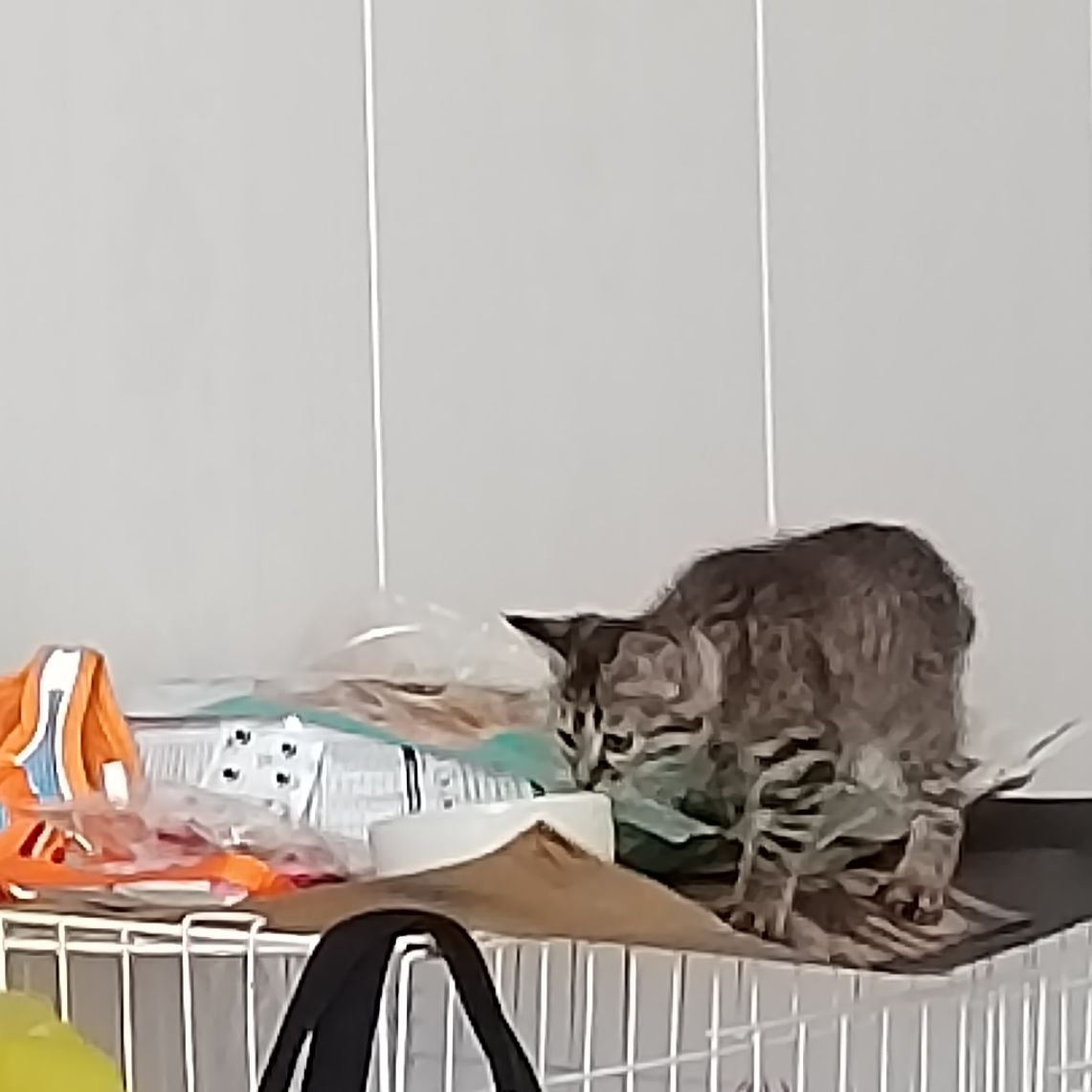 猫图片|宠物猫|猫咪|