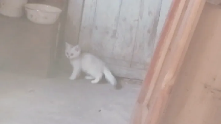 猫图片|宠物猫|猫咪|