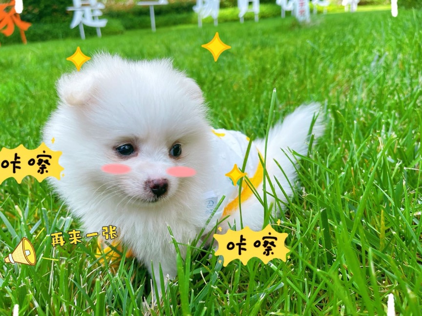 猫图片|宠物猫|猫咪|