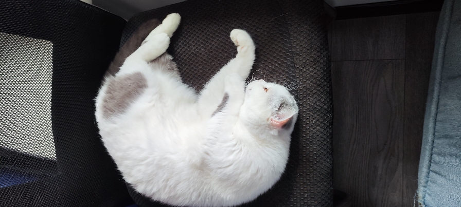 猫图片|宠物猫|猫咪|