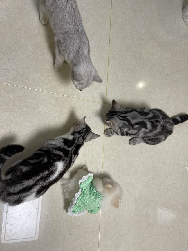 猫图片|宠物猫|猫咪|