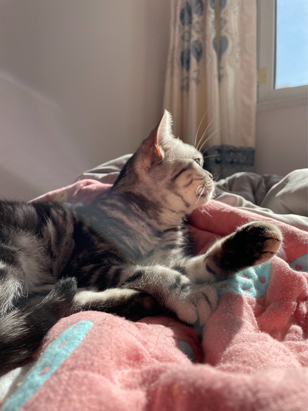 猫图片|宠物猫|猫咪|