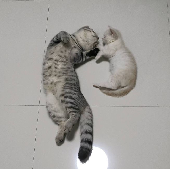 猫图片|宠物猫|猫咪|