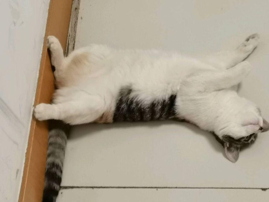 猫图片|宠物猫|猫咪|