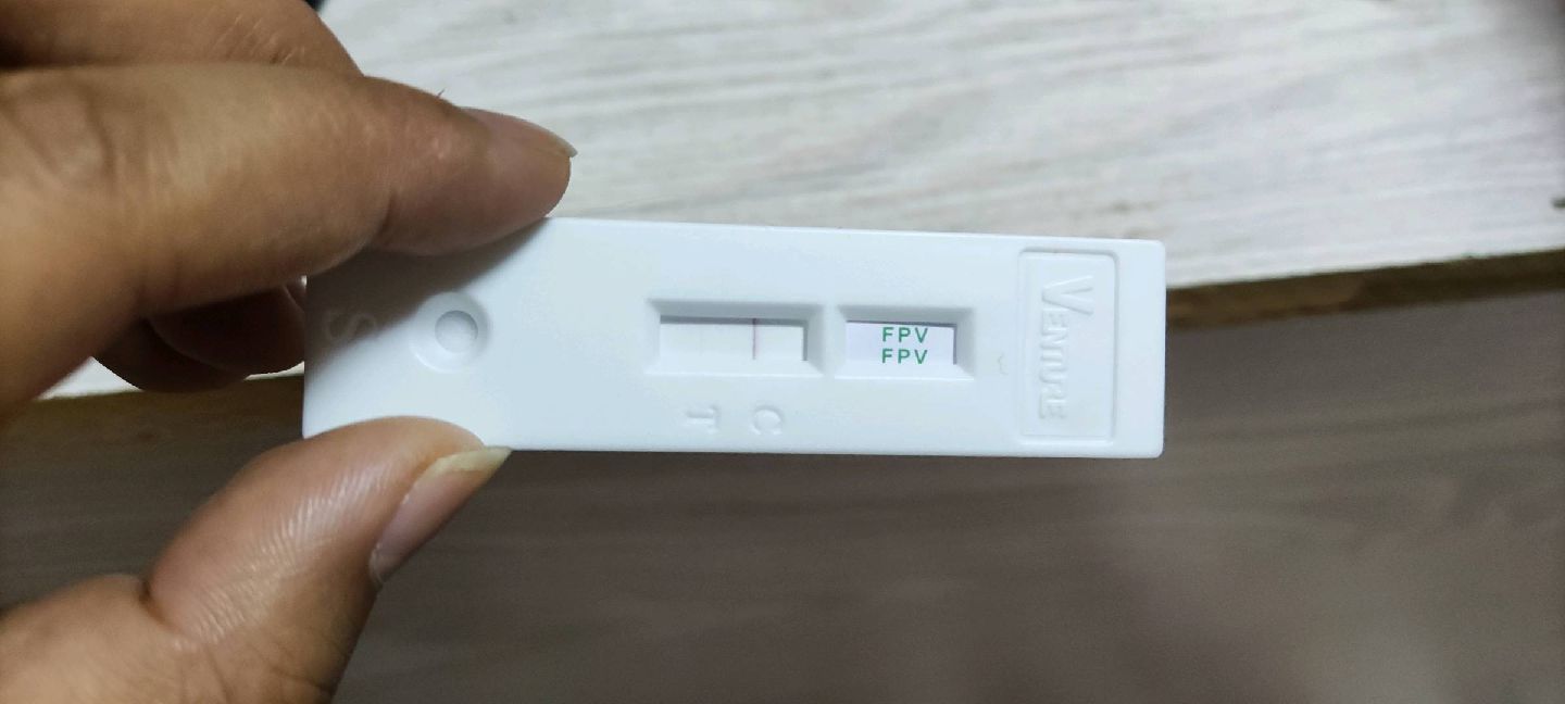 猫图片|宠物猫|猫咪|