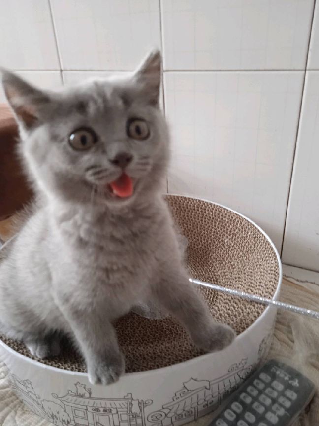 猫图片|宠物猫|猫咪|