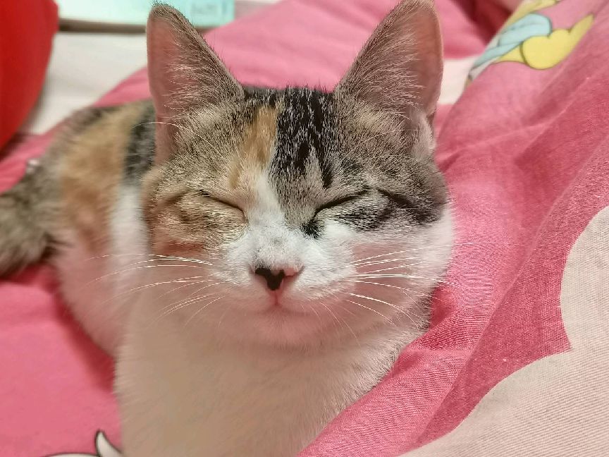 猫图片|宠物猫|猫咪|