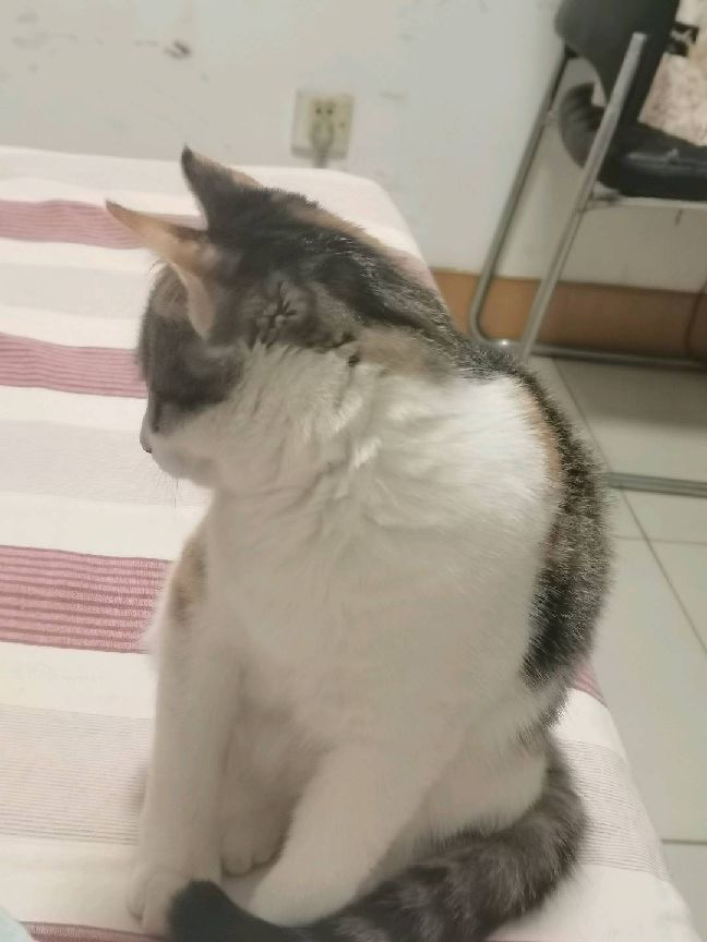 猫图片|宠物猫|猫咪|