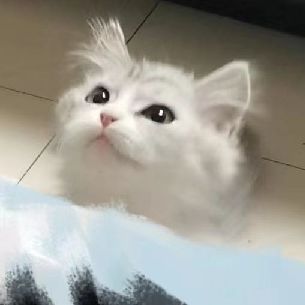 猫图片|宠物猫|猫咪|