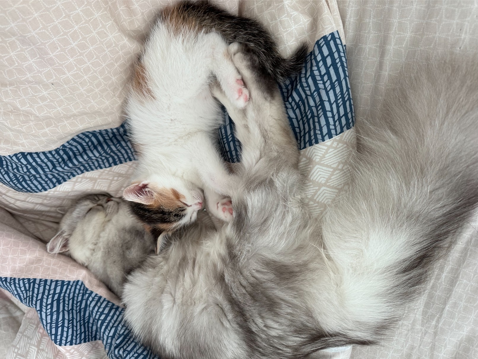 猫图片|宠物猫|猫咪|