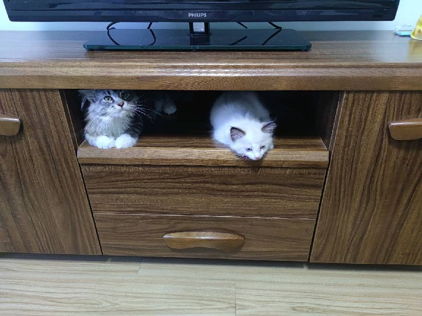 猫图片|宠物猫|猫咪|