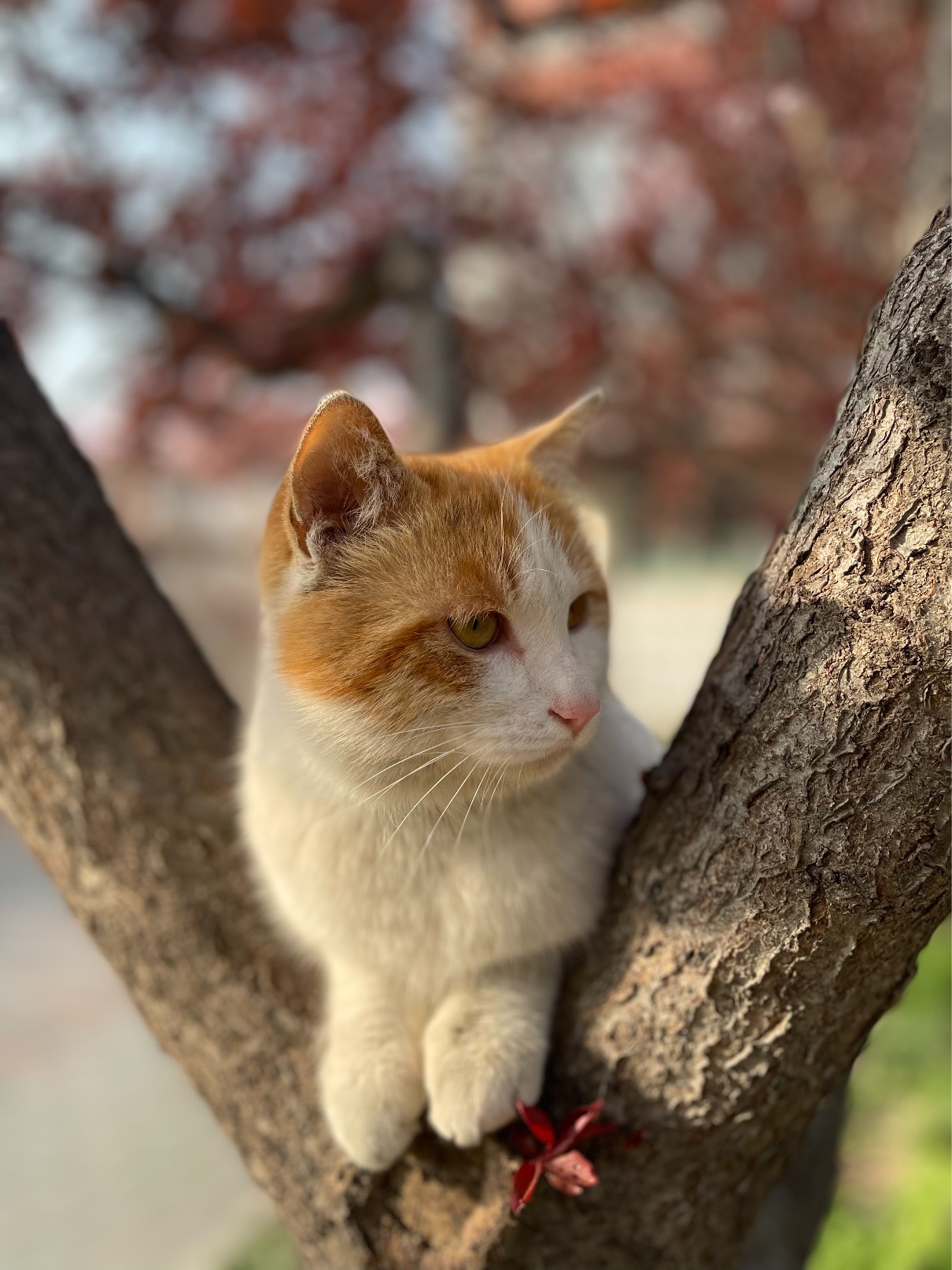 猫图片|宠物猫|猫咪|