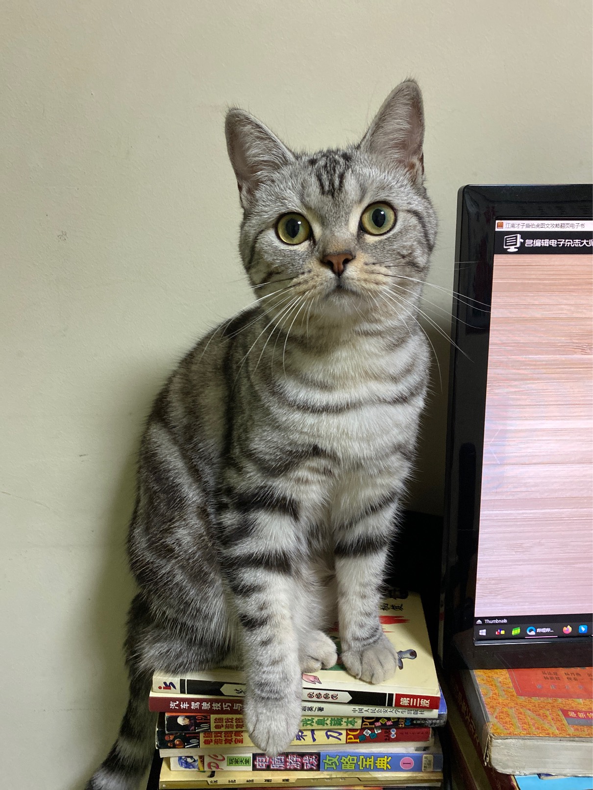 猫图片|宠物猫|猫咪|