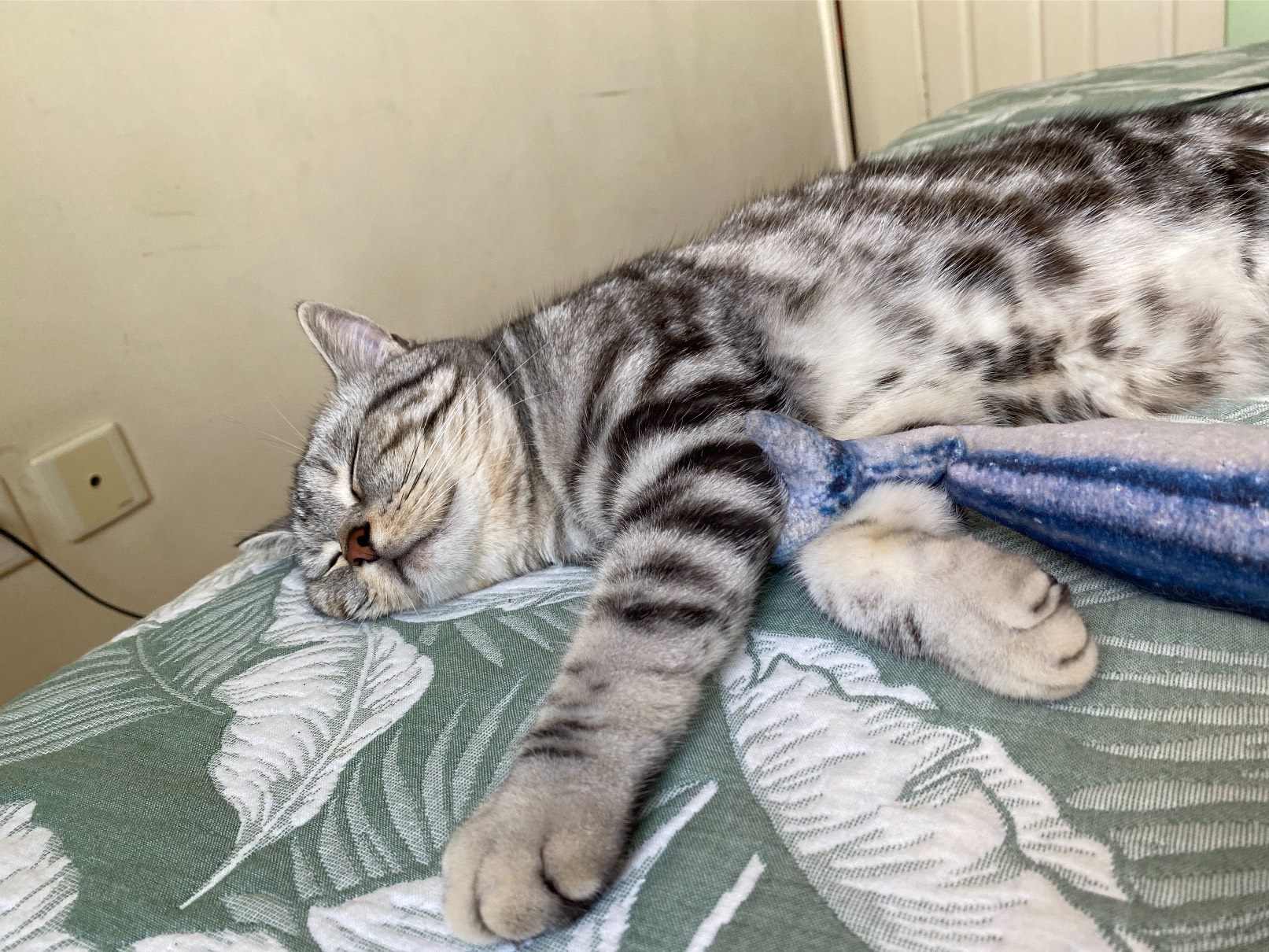 猫图片|宠物猫|猫咪|