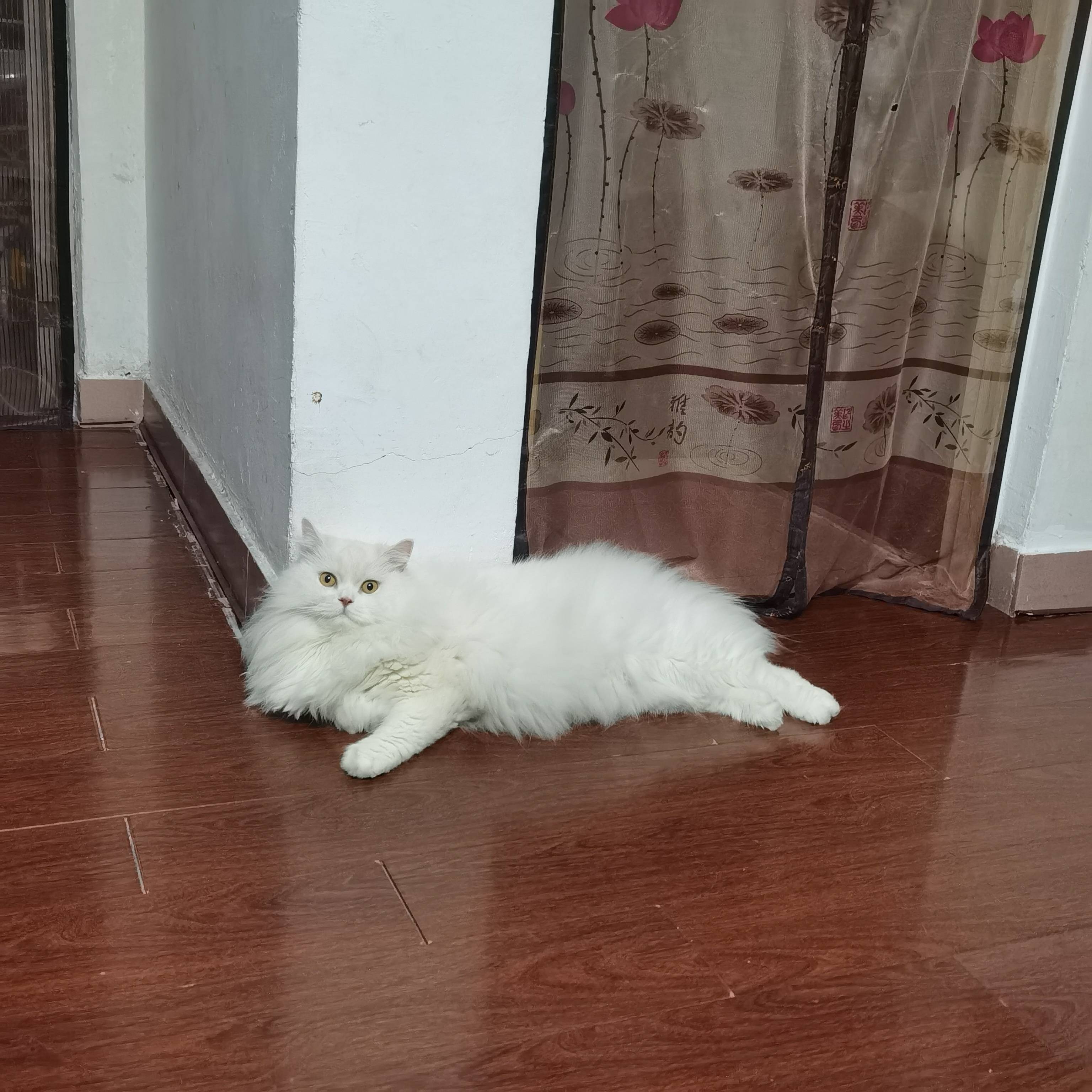 猫图片|宠物猫|猫咪|