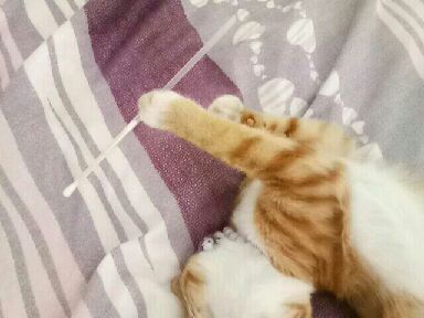 猫图片|宠物猫|猫咪|