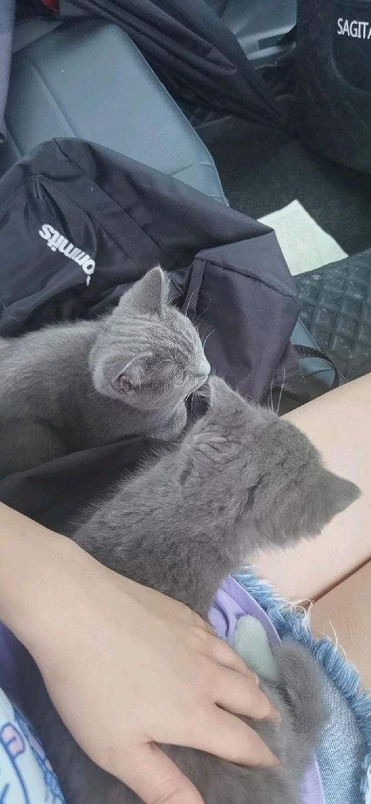 猫图片|宠物猫|猫咪|