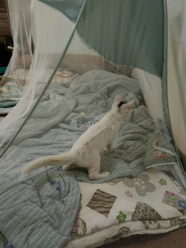 猫图片|宠物猫|猫咪|