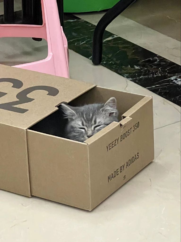 猫图片|宠物猫|猫咪|