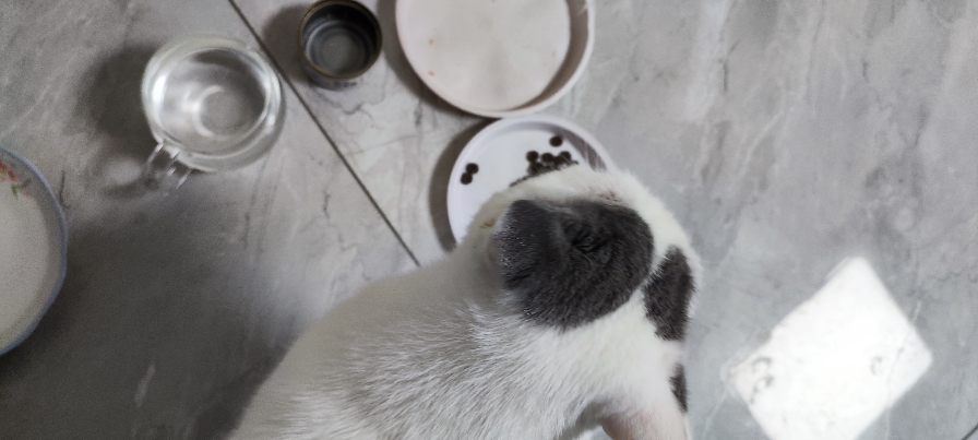 猫图片|宠物猫|猫咪|