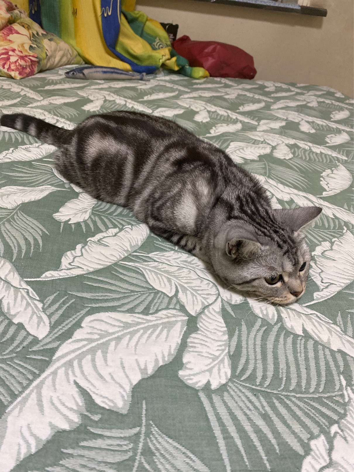 猫图片|宠物猫|猫咪|