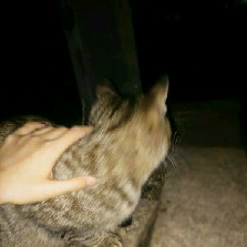 猫图片|宠物猫|猫咪|