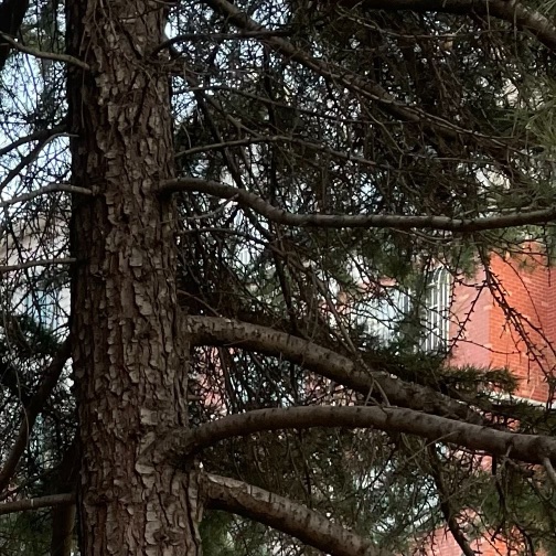 猫图片|宠物猫|猫咪|