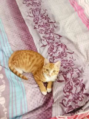 猫图片|宠物猫|猫咪|