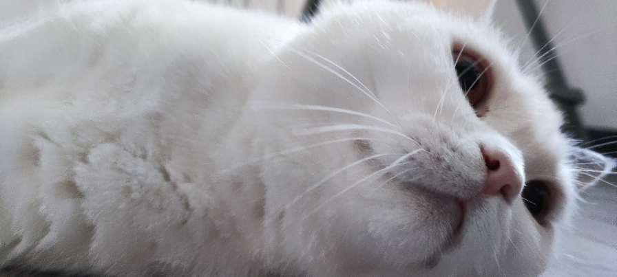 猫图片|宠物猫|猫咪|