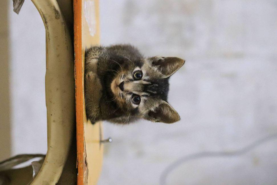 猫图片|宠物猫|猫咪|