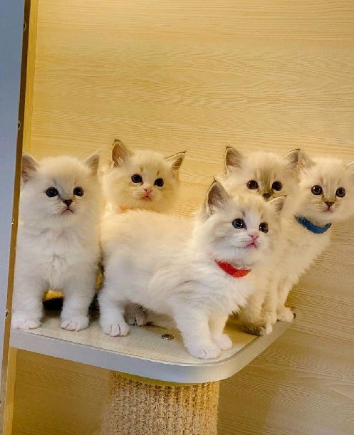 猫图片|宠物猫|猫咪|