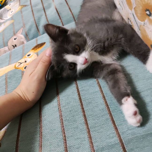 猫图片|宠物猫|猫咪|